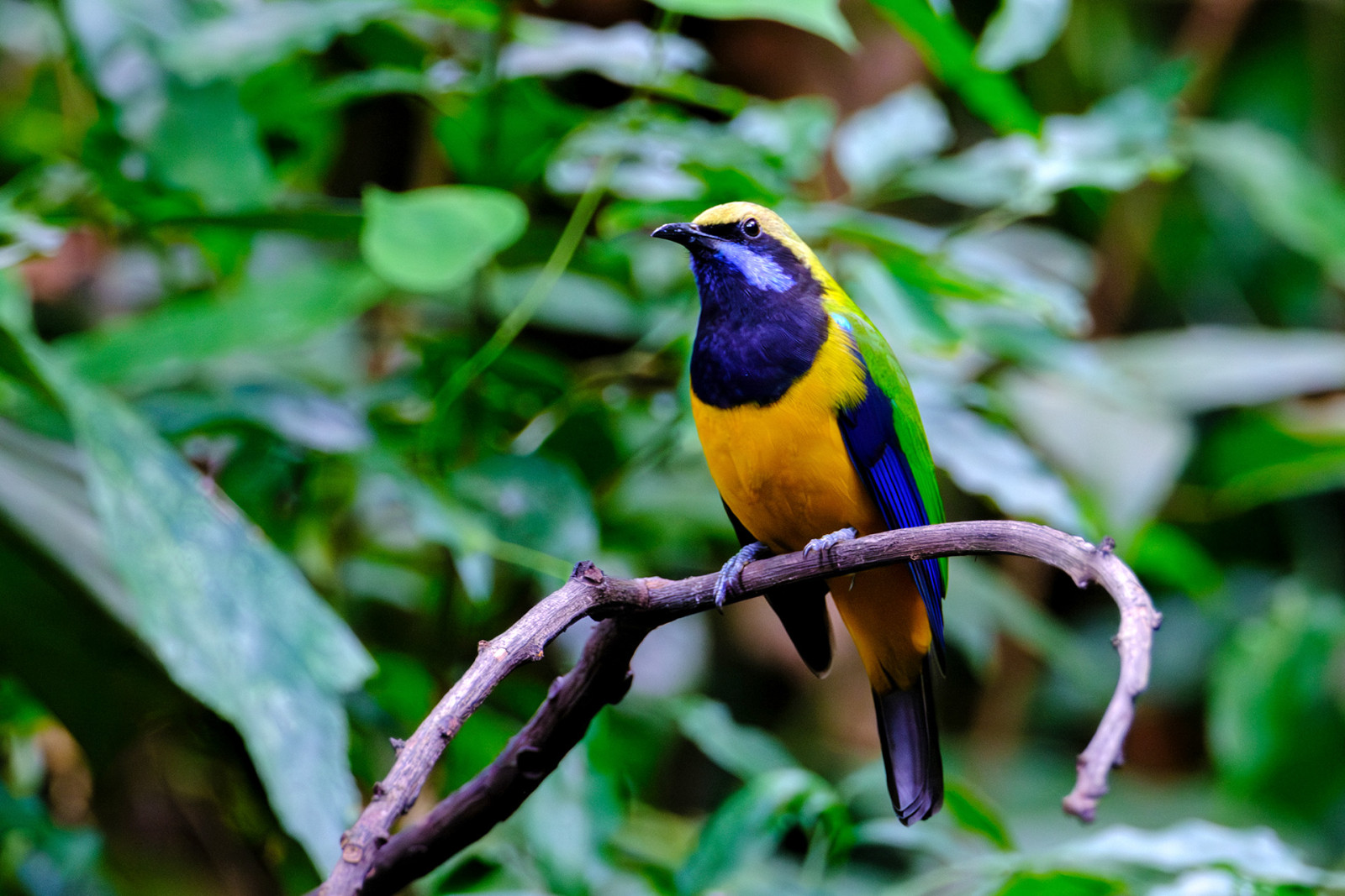 image Orange-bellied Leafbird